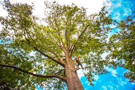 Best Fruit Tree Pruning  in Glenarden, MD