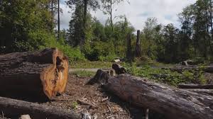 Best Tree Cabling and Bracing  in Glenarden, MD
