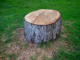 How Our Tree Care Process Works  in  Glenarden, MD