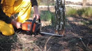 Best Seasonal Cleanup (Spring/Fall)  in Glenarden, MD