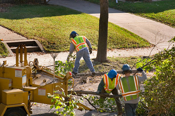 Best Firewood Processing and Delivery  in Glenarden, MD
