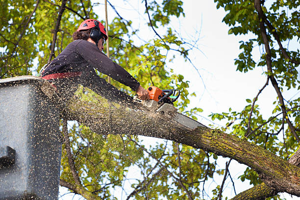 Best Tree Trimming and Pruning  in Glenarden, MD