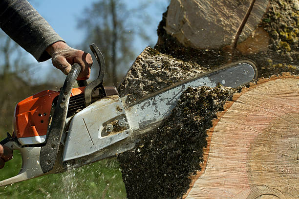Best Tree Risk Assessment  in Glenarden, MD